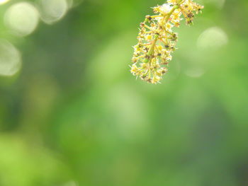 Close-up of flowering plant against blurred background