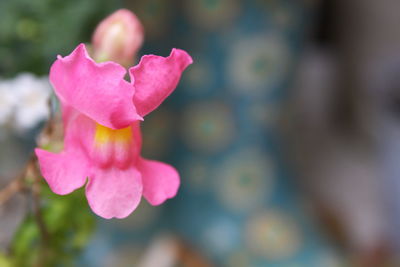 Close-up of pink flower blooming outdoors