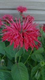 Close-up of red flowers blooming outdoors