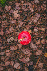 High angle view of red berries on field