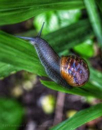 Close-up of snail on leaf