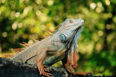 Close-up of lizard