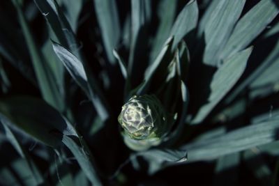 Full frame shot of plant