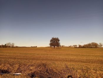 Scenic view of field against clear sky