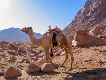 Side view of camel standing at desert against clear sky during sunny day