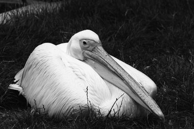 Close-up of pelican on grass