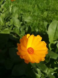 Close-up of yellow flower blooming outdoors