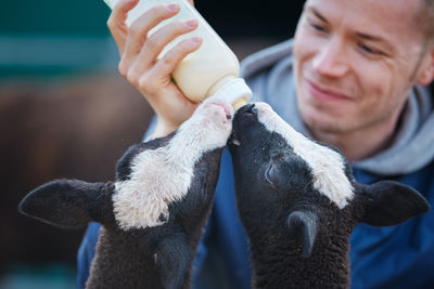 Farmer feeding two little lambs with milk from a baby bottle. daily life on organic farm. 