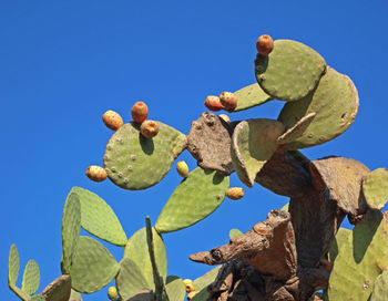 Low angle view of succulent plant against blue sky