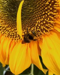 Close-up of bee on sunflower