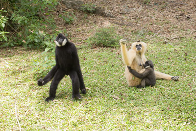 Monkey sitting on grass