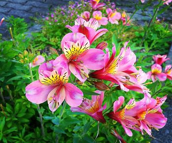 Close-up of pink flowering plant