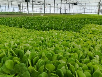 Plants growing in greenhouse