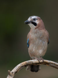 Close-up of bird perching on branch