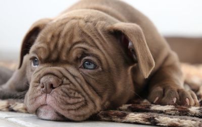 Close-up portrait of a dog