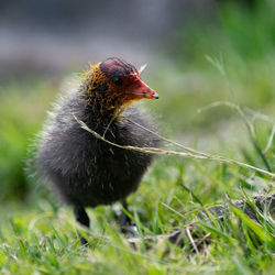 Close-up of a bird on a field