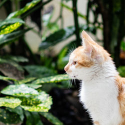 Close-up of a cat looking away