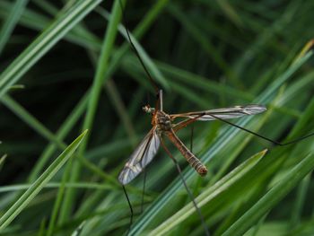 Close-up of dragonfly on grass