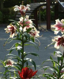 Close-up of fresh red flowers blooming outdoors