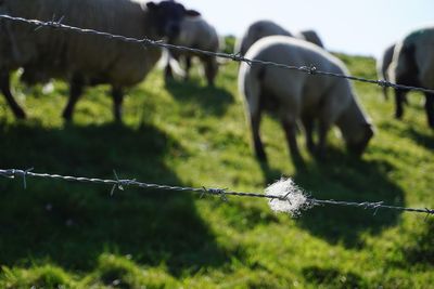 Close up of barbed wire