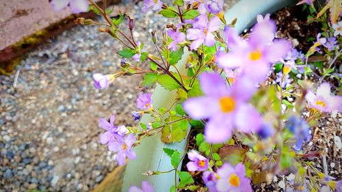 Close-up of purple flowering plants