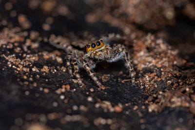 Close-up of spider on field