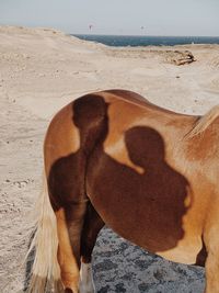 Shadow of a dog on beach