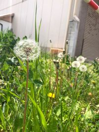 Close-up of flowering plants on field