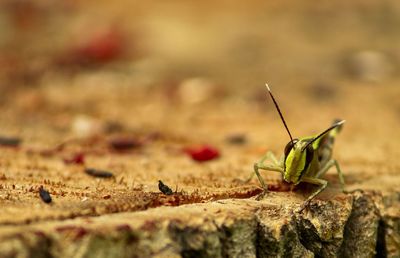 Close-up of insect on rock