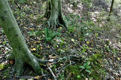 High angle view of trees growing in forest