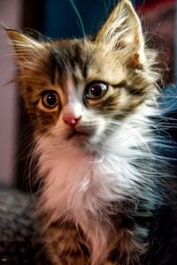 Close-up portrait of cat at home