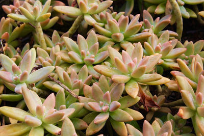 Full frame shot of succulent plants