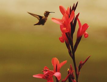 Hummingbird flying by red flowers