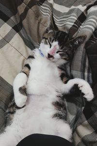 High angle view of cat relaxing on bed