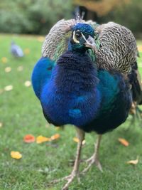 Close-up of peacock