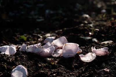 Close-up of mushrooms on ground