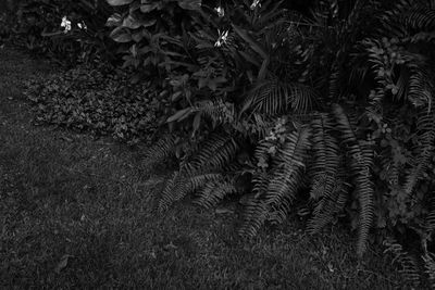 Full frame shot of plants