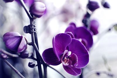 Close-up of purple flowering plant