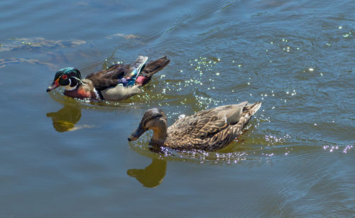 High angle view of mallard duck swimming in lake