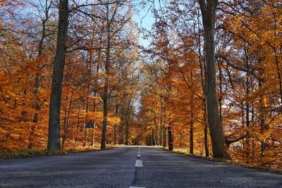 Road amidst trees in forest during autumn