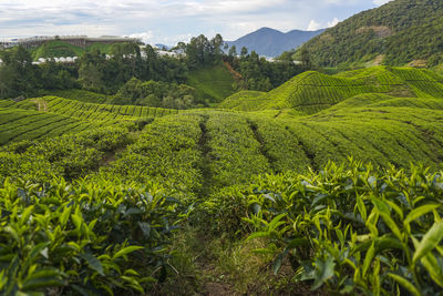 Scenic view of agricultural field against sky