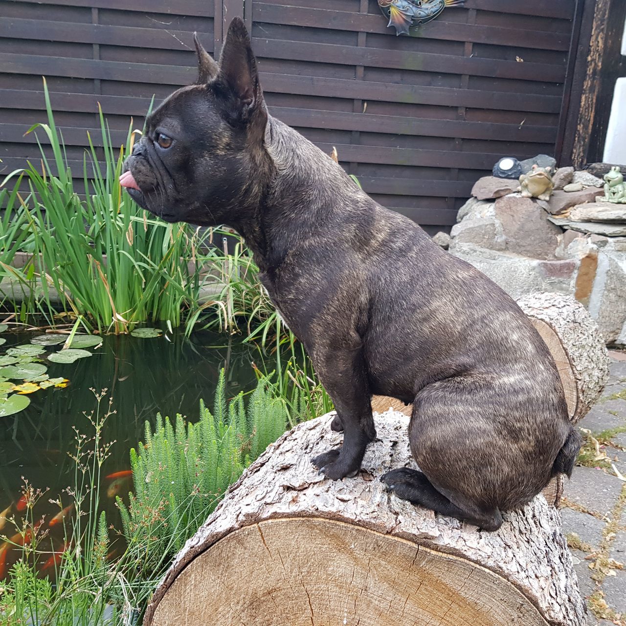 DOG SITTING ON WOOD