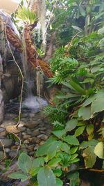 Close-up of fresh green plants in water