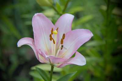 Close-up of purple flower