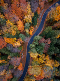 Aerial view of road winding through autumnal forest