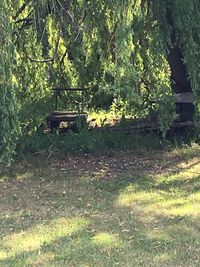 Plants and trees in park