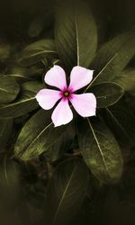 Close-up of pink flower blooming in garden