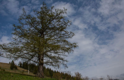 Low angle view of tree against sky