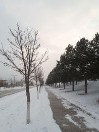 Trees on snow covered field against sky