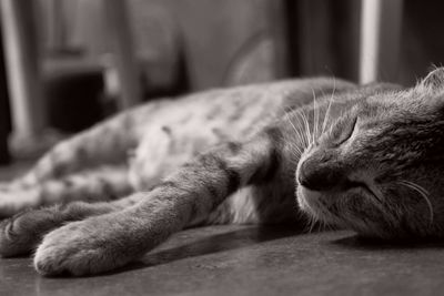 Close-up of cat sleeping